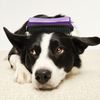 Pet_PurpleGrey_Deshedding_Large_PDP_5